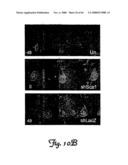 Rna Interference Suppression of Neurodegenerative Diseases and Methods of Use Thereof diagram and image