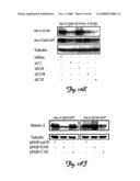 Rna Interference Suppression of Neurodegenerative Diseases and Methods of Use Thereof diagram and image