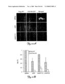 Rna Interference Suppression of Neurodegenerative Diseases and Methods of Use Thereof diagram and image