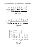 Rna Interference Suppression of Neurodegenerative Diseases and Methods of Use Thereof diagram and image