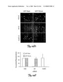 Rna Interference Suppression of Neurodegenerative Diseases and Methods of Use Thereof diagram and image