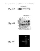 Rna Interference Suppression of Neurodegenerative Diseases and Methods of Use Thereof diagram and image