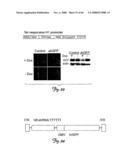 Rna Interference Suppression of Neurodegenerative Diseases and Methods of Use Thereof diagram and image