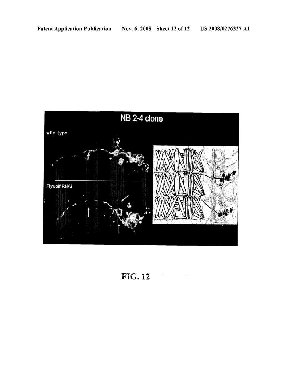 Methods and Compositions Related to Delivery of Chemical Compounds to Invertebrate Embryos - diagram, schematic, and image 13