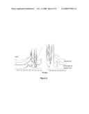 Dna Replication Modulating Peptides, Nucleic Acids Encoding Them, and Their Use in Pharmaceutical Compositions diagram and image