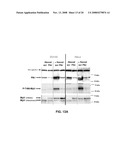 COMPOSITIONS AND METHODS FOR MODULATION OF PLK1 KINASE ACTIVITY diagram and image