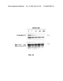 COMPOSITIONS AND METHODS FOR MODULATION OF PLK1 KINASE ACTIVITY diagram and image