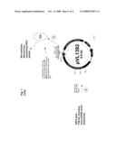 USE OF A PCV2 IMMUNOGENIC COMPOSITION FOR LESSENING CLINICAL SYMPTOMS IN PIGS diagram and image