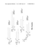 Bacterial Glycolipid Activation of Cd1d-Restricted Nkt Cells diagram and image