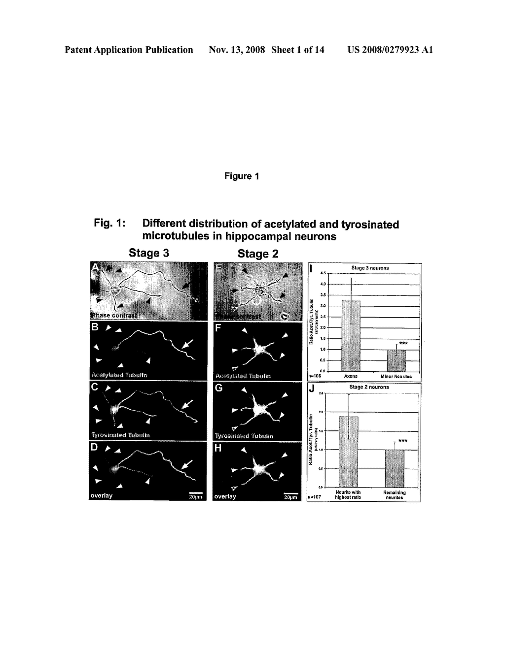 Use of Microtubule Stabilizing Compounds for the Treatment of Lesions of Cns Axons - diagram, schematic, and image 02