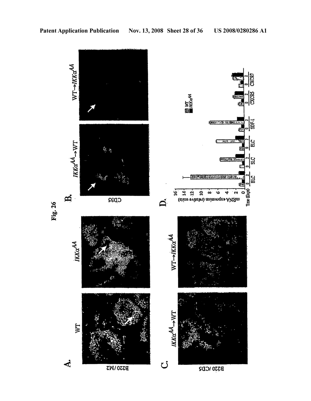 Compositions and Methods for Gene Expression - diagram, schematic, and image 29