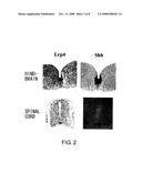 Lrp4/Corin DOPAMINERGIC NEURON PROLIFERATIVE PROGENITOR CELL MARKERS diagram and image