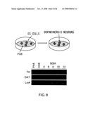 Lrp4/Corin DOPAMINERGIC NEURON PROLIFERATIVE PROGENITOR CELL MARKERS diagram and image