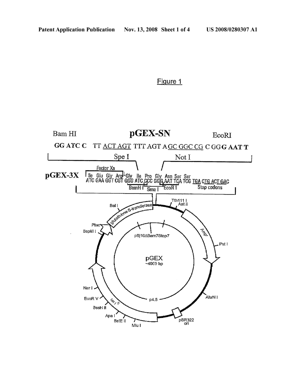 Chimeric Recombinant Antigens of Toxoplasma Gondii - diagram, schematic, and image 02