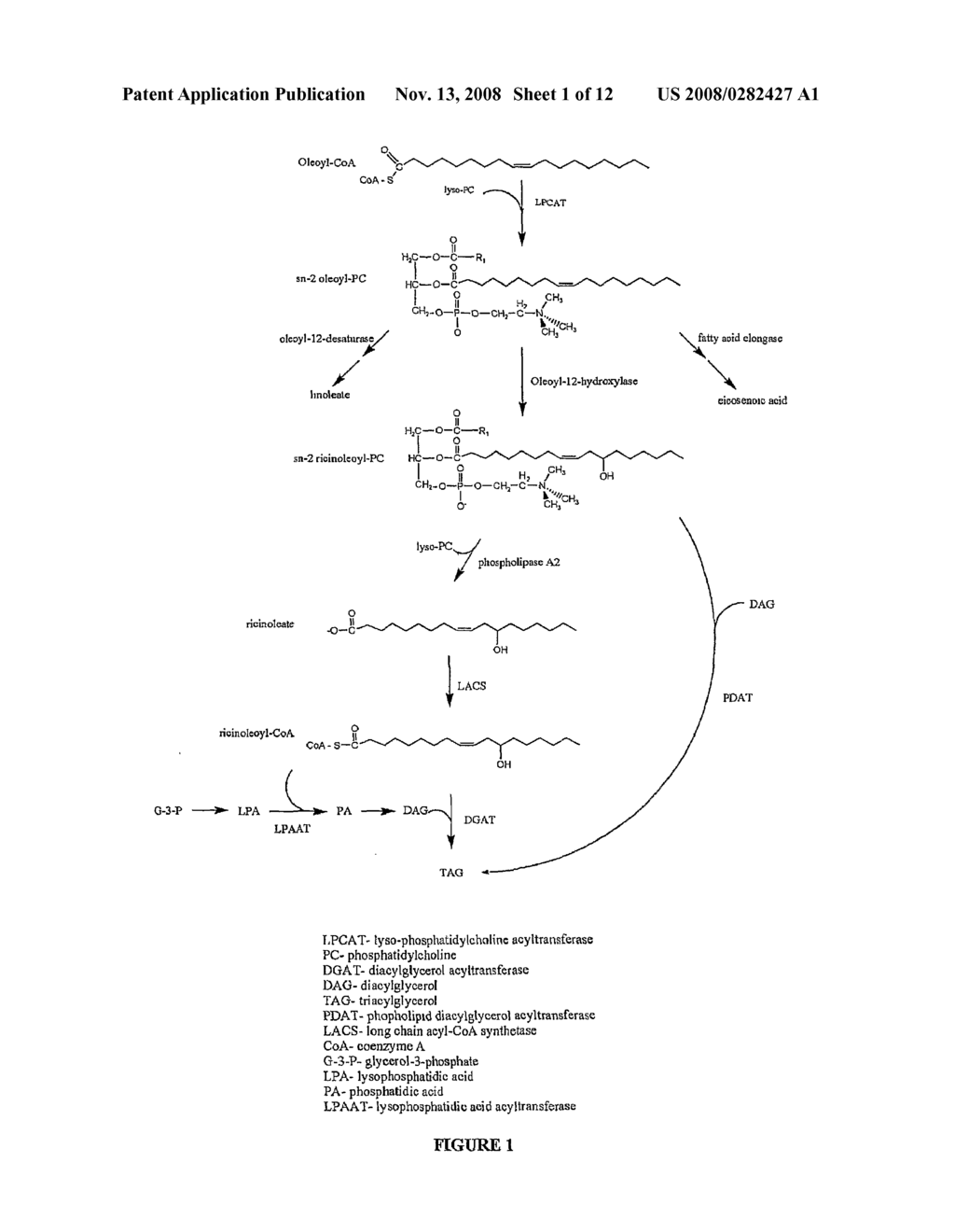 Enhancement of Hydroxy Fatty Acid Accumulation in Oilseed Plants - diagram, schematic, and image 02