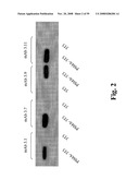 Compositions of PSMA antibodies diagram and image