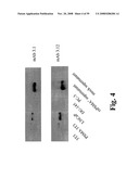 Compositions of PSMA antibodies diagram and image