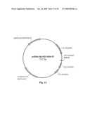 Compositions of PSMA antibodies diagram and image