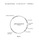 Compositions of PSMA antibodies diagram and image