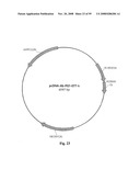 Compositions of PSMA antibodies diagram and image