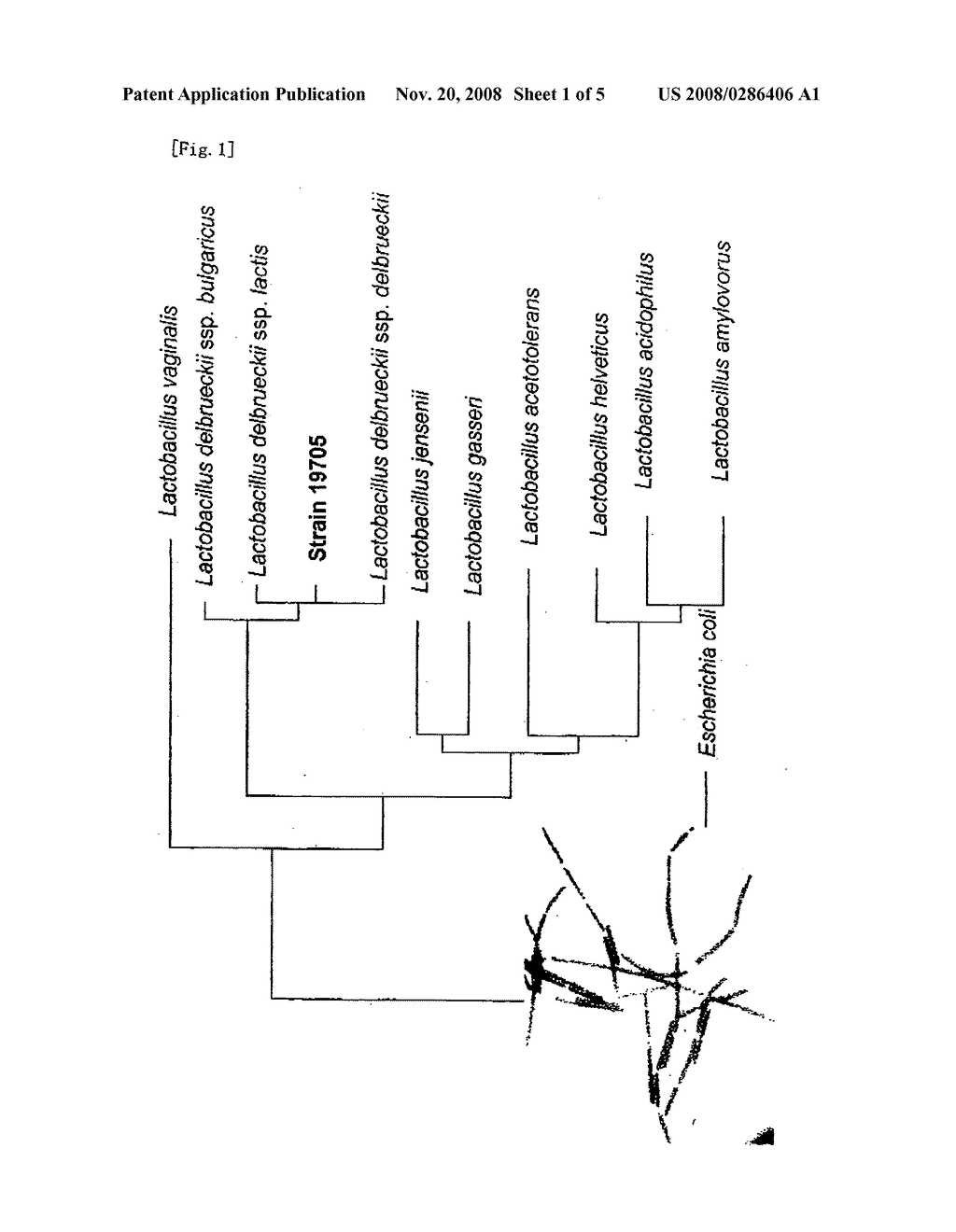 Lactic Acid Bacteria - diagram, schematic, and image 02