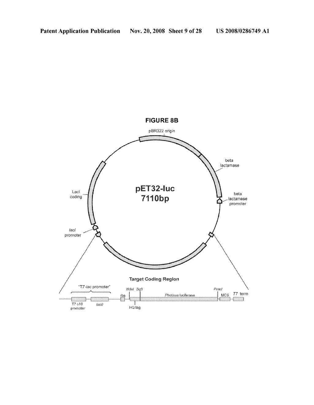 ENHANCED PROTEIN EXPRESSION USING AUTO-INDUCTION MEDIA - diagram, schematic, and image 10