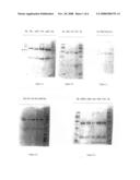 Immunoglobin IgG3 as a marker for protecting against infectious viral diseases, and the uses of the same diagram and image