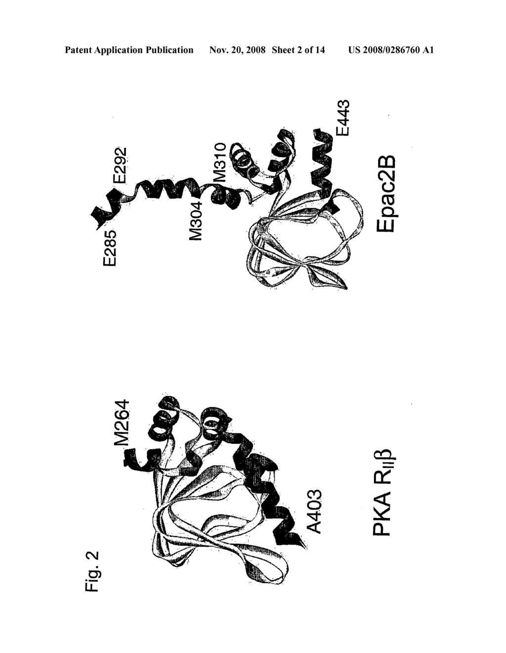 Means and Methods for the Determination of Camp In Vitro and In Vivo - diagram, schematic, and image 03