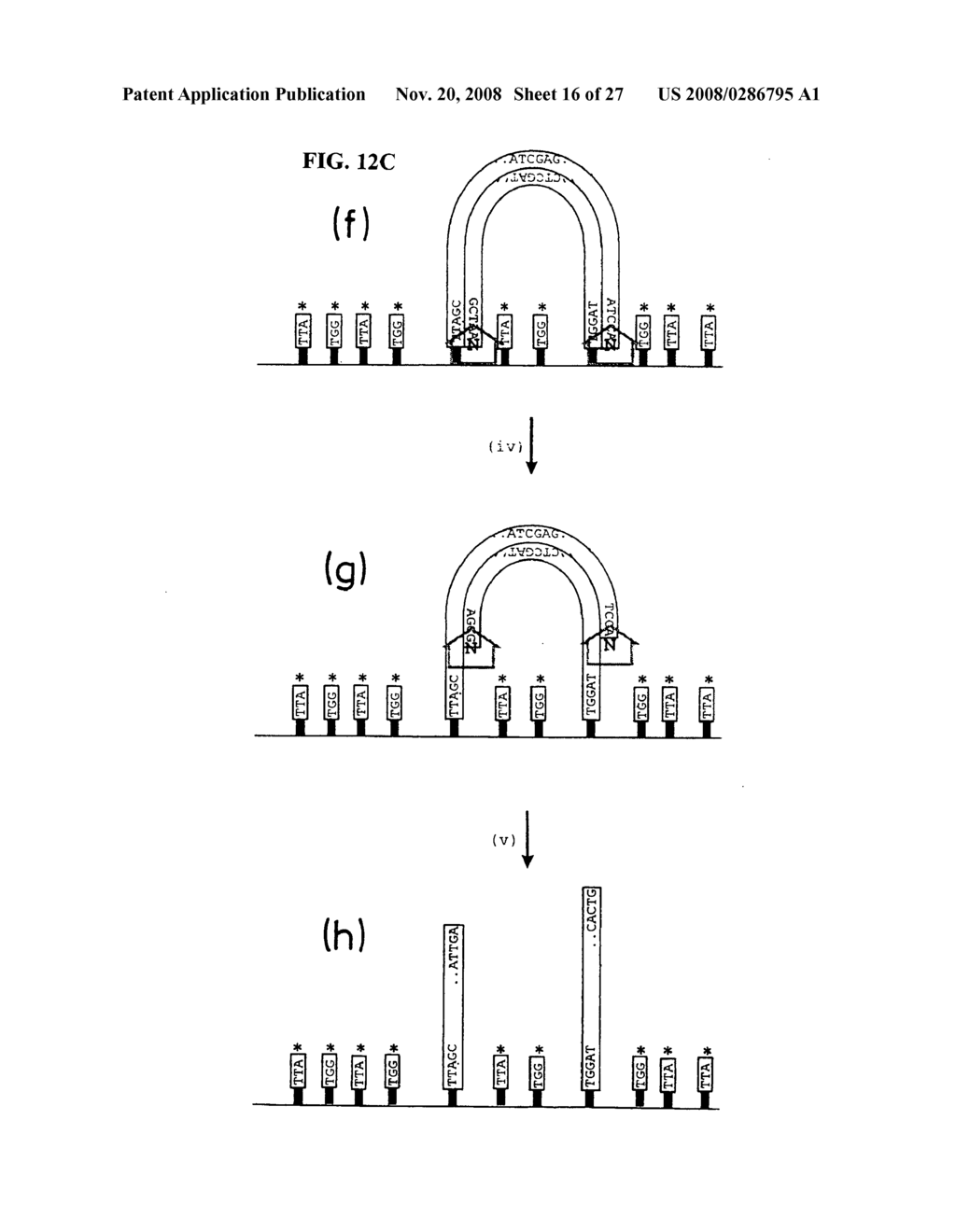 Method of nucleic acid amplification - diagram, schematic, and image 17