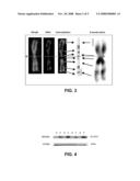 Method for the analysis of differential expression in colorectal cancer diagram and image
