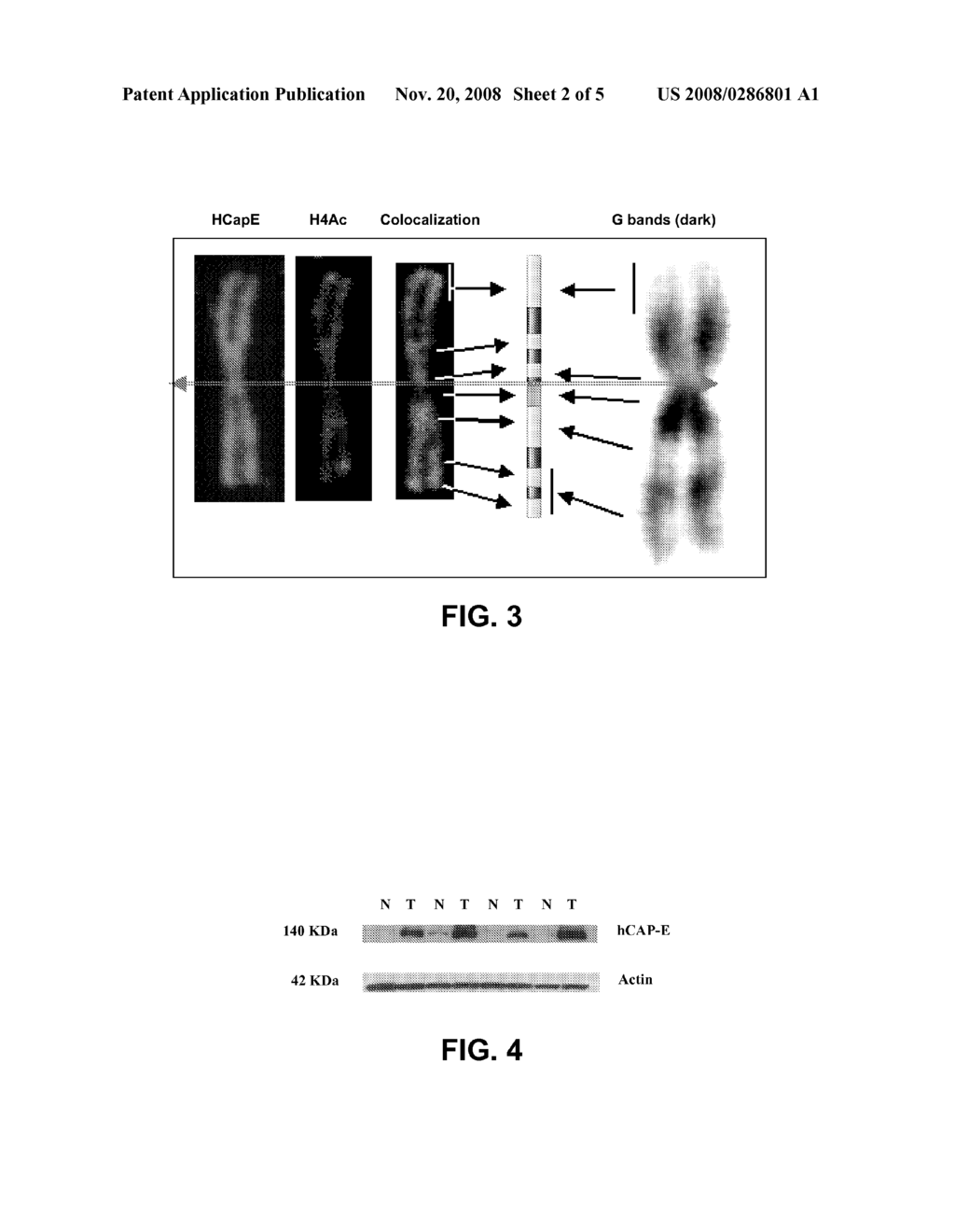 Method for the analysis of differential expression in colorectal cancer - diagram, schematic, and image 03