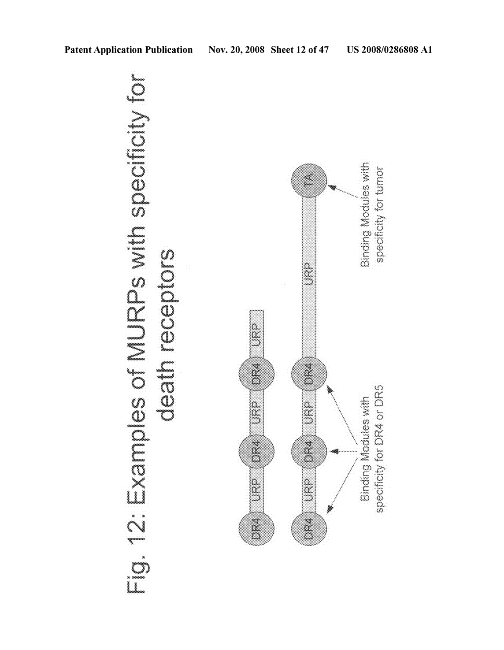 Methods for production of unstructured recombinant polymers and uses thereof - diagram, schematic, and image 13