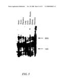 Antibody specific for mutant presenilin 1 and method of use thereof diagram and image