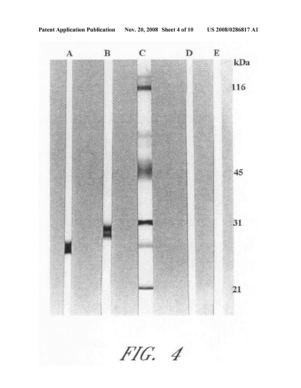 NOVEL ALLERGENS AND TREATMENT - diagram, schematic, and image 05