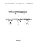 MATERIALS AND METHODS RELATING TO G-PROTEIN COUPLED RECEPTOR OLIGOMERS diagram and image