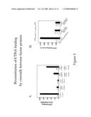 MATERIALS AND METHODS RELATING TO G-PROTEIN COUPLED RECEPTOR OLIGOMERS diagram and image