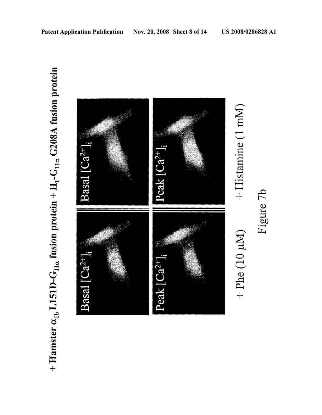 MATERIALS AND METHODS RELATING TO G-PROTEIN COUPLED RECEPTOR OLIGOMERS - diagram, schematic, and image 09