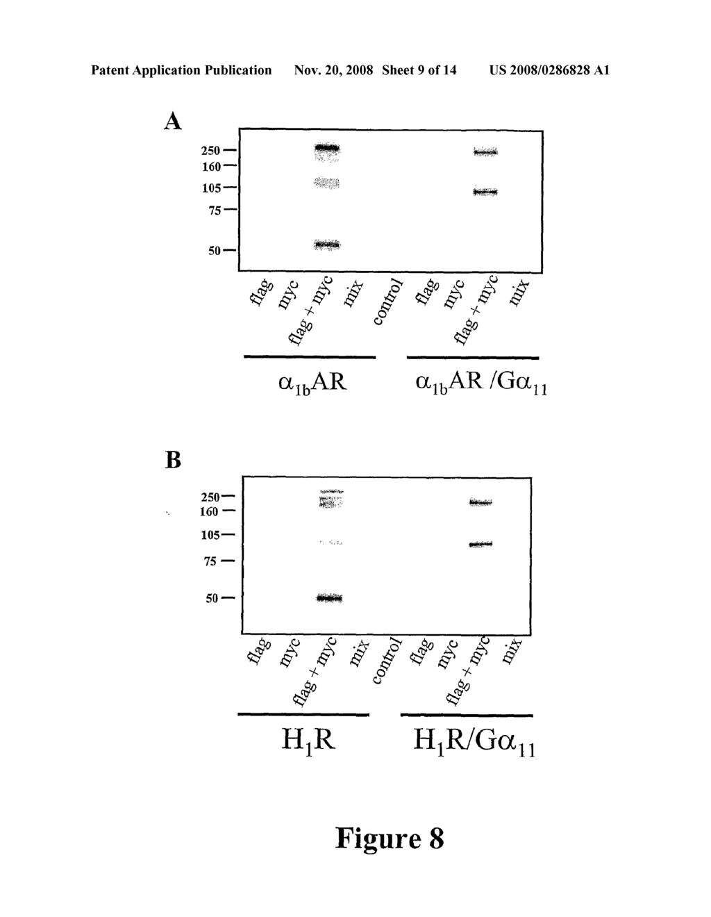 MATERIALS AND METHODS RELATING TO G-PROTEIN COUPLED RECEPTOR OLIGOMERS - diagram, schematic, and image 10