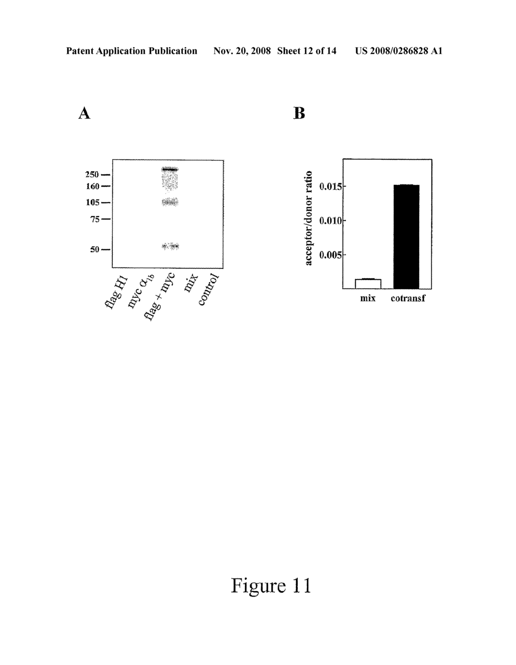 MATERIALS AND METHODS RELATING TO G-PROTEIN COUPLED RECEPTOR OLIGOMERS - diagram, schematic, and image 13