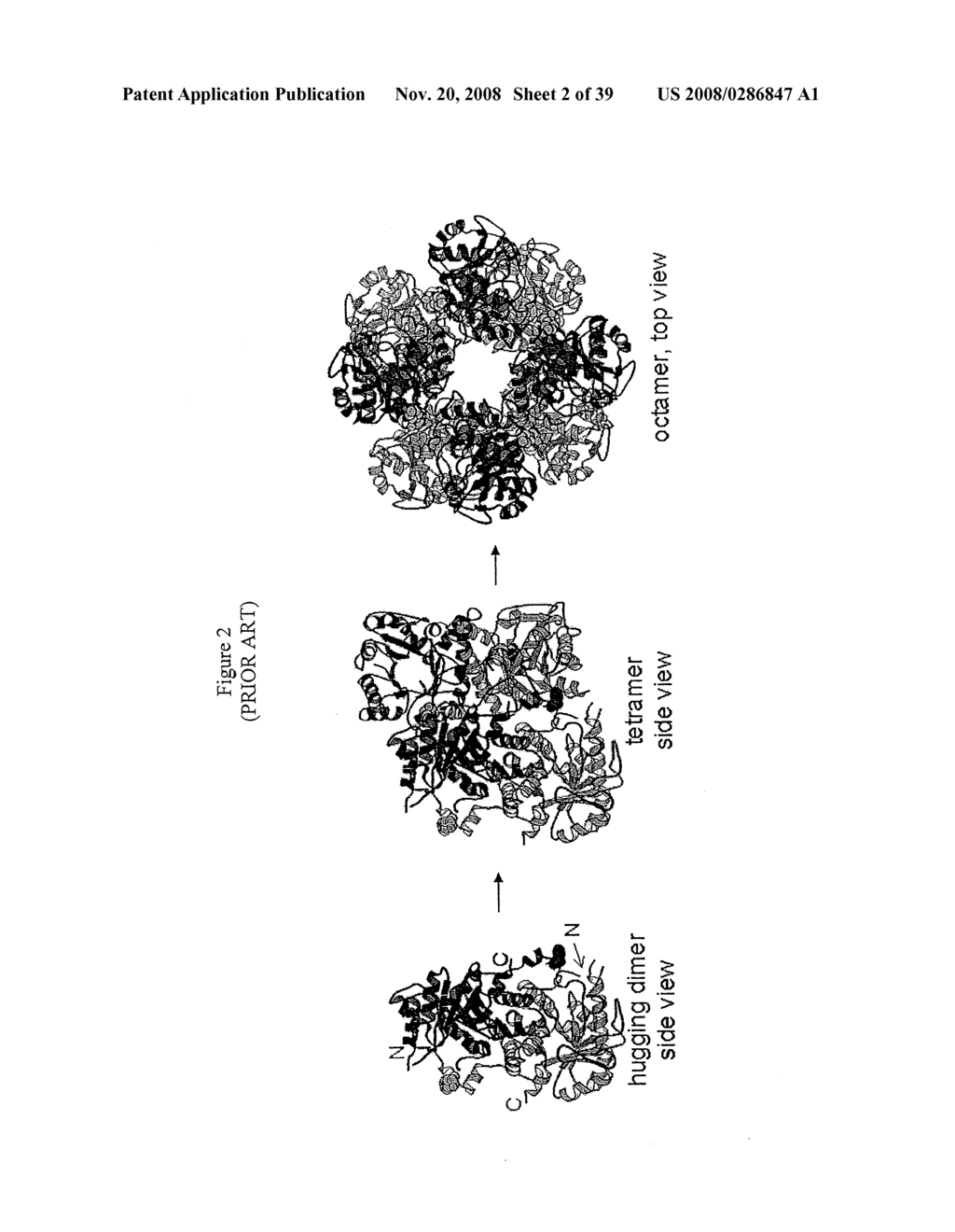 ALTERNATE MORPHEEINS OF ALLOSTERIC PROTEINS AS A TARGET FOR THE DEVELOPMENT OF BIOACTIVE MOLECULES - diagram, schematic, and image 03