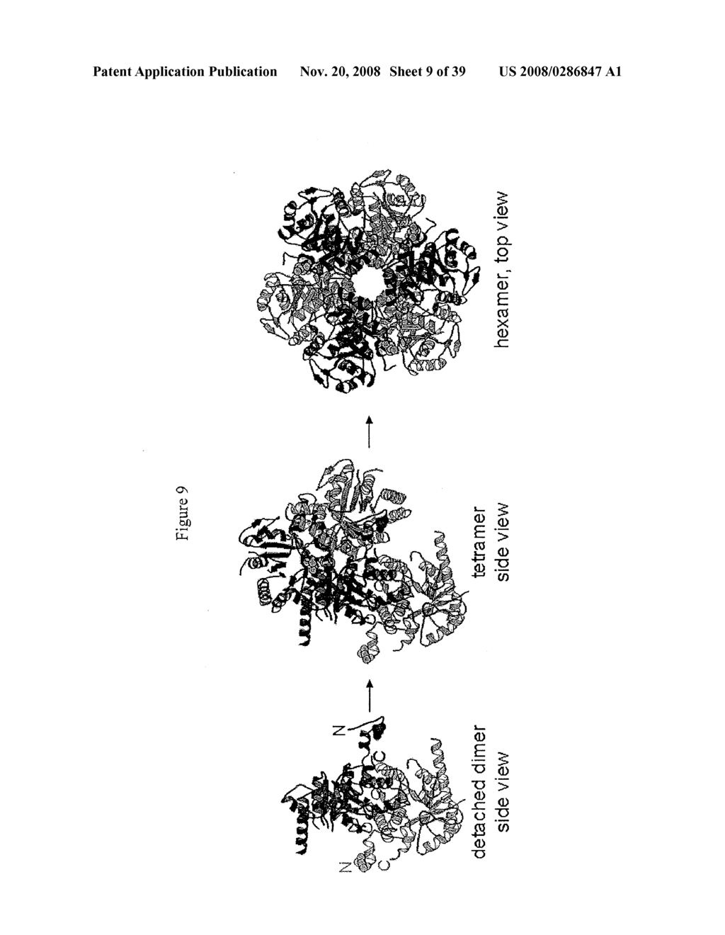 ALTERNATE MORPHEEINS OF ALLOSTERIC PROTEINS AS A TARGET FOR THE DEVELOPMENT OF BIOACTIVE MOLECULES - diagram, schematic, and image 10