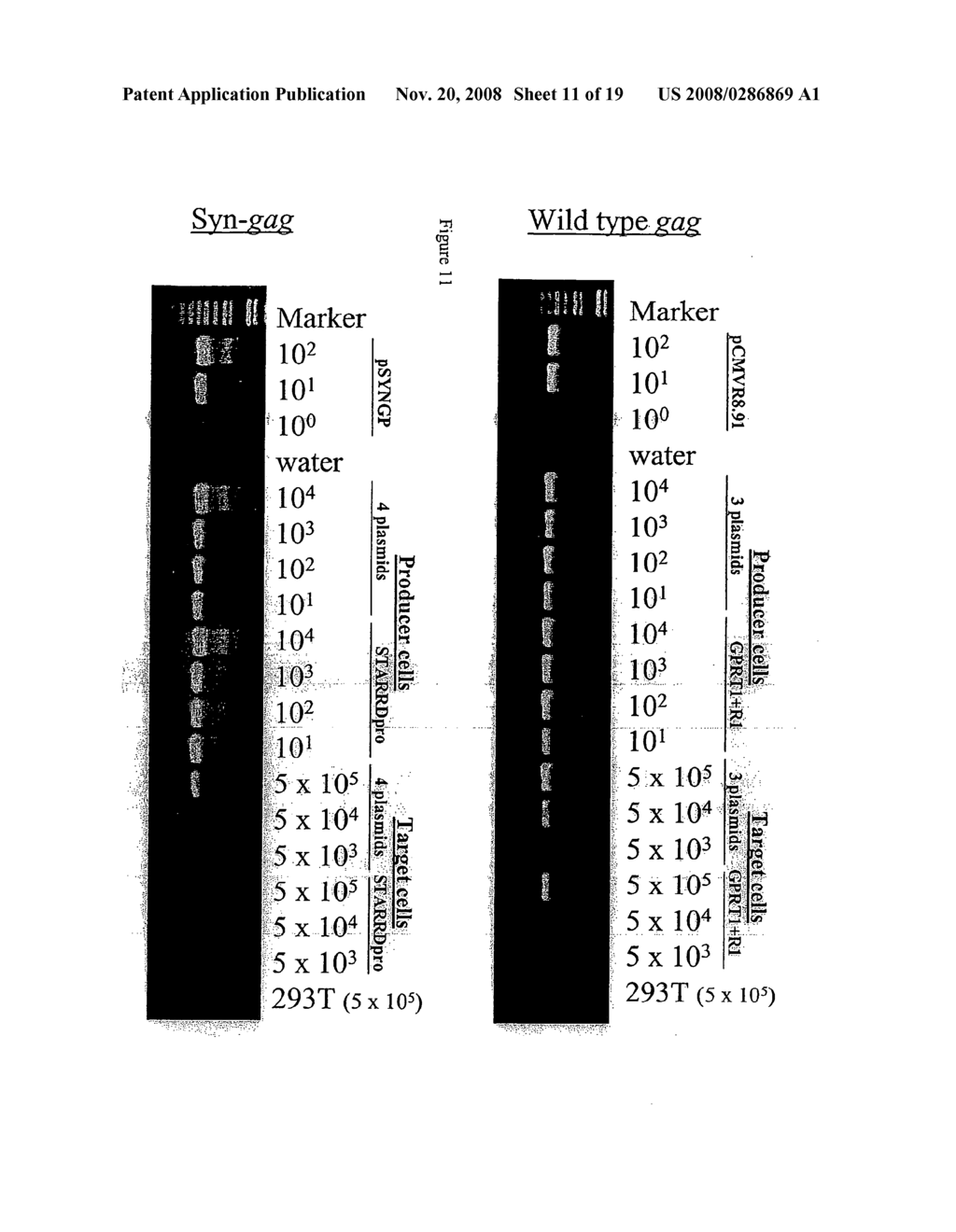 Retroviral Vector - diagram, schematic, and image 12