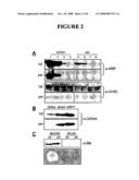 Compositions & methods for monitoring and altering protein folding and solubility diagram and image