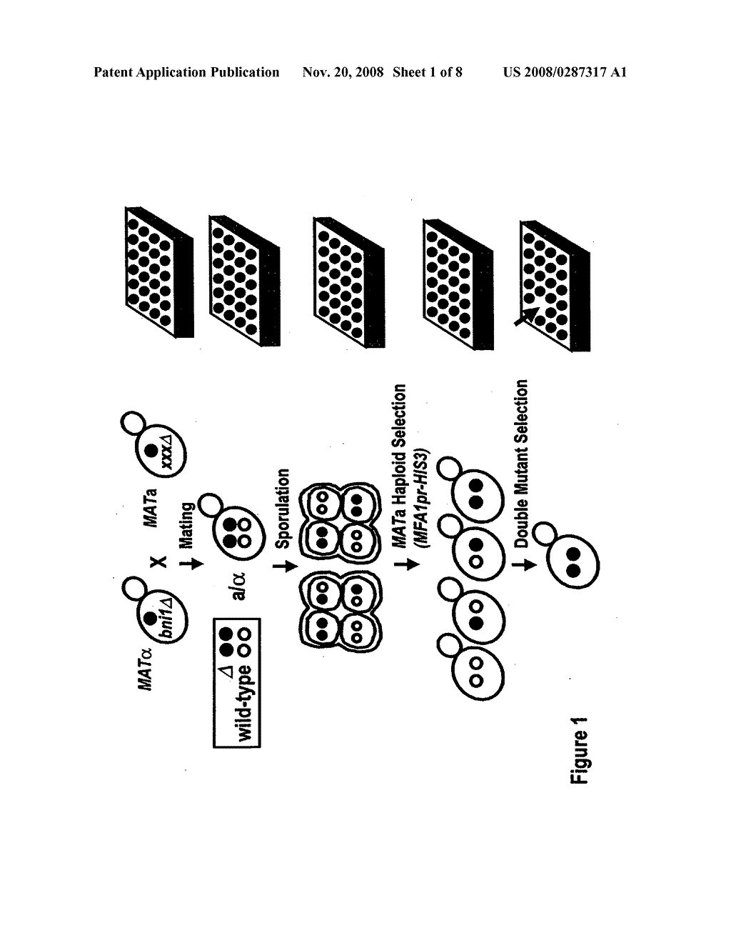 Yeast arrays, methods of making such arrays, and methods of analyzing such arrays - diagram, schematic, and image 02