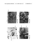 MICRON-SIZE POLYMER PARTICLES, PRODUCTION AND USES THEREOF diagram and image