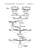 Silk Thread Containing Spider Thread Protein and Silk Worm Producing the Silk Thread diagram and image