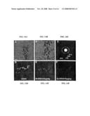 PEPTIDE MEDIATED SYNTHESIS OF METALLIC AND MAGNETIC MATERIALS diagram and image