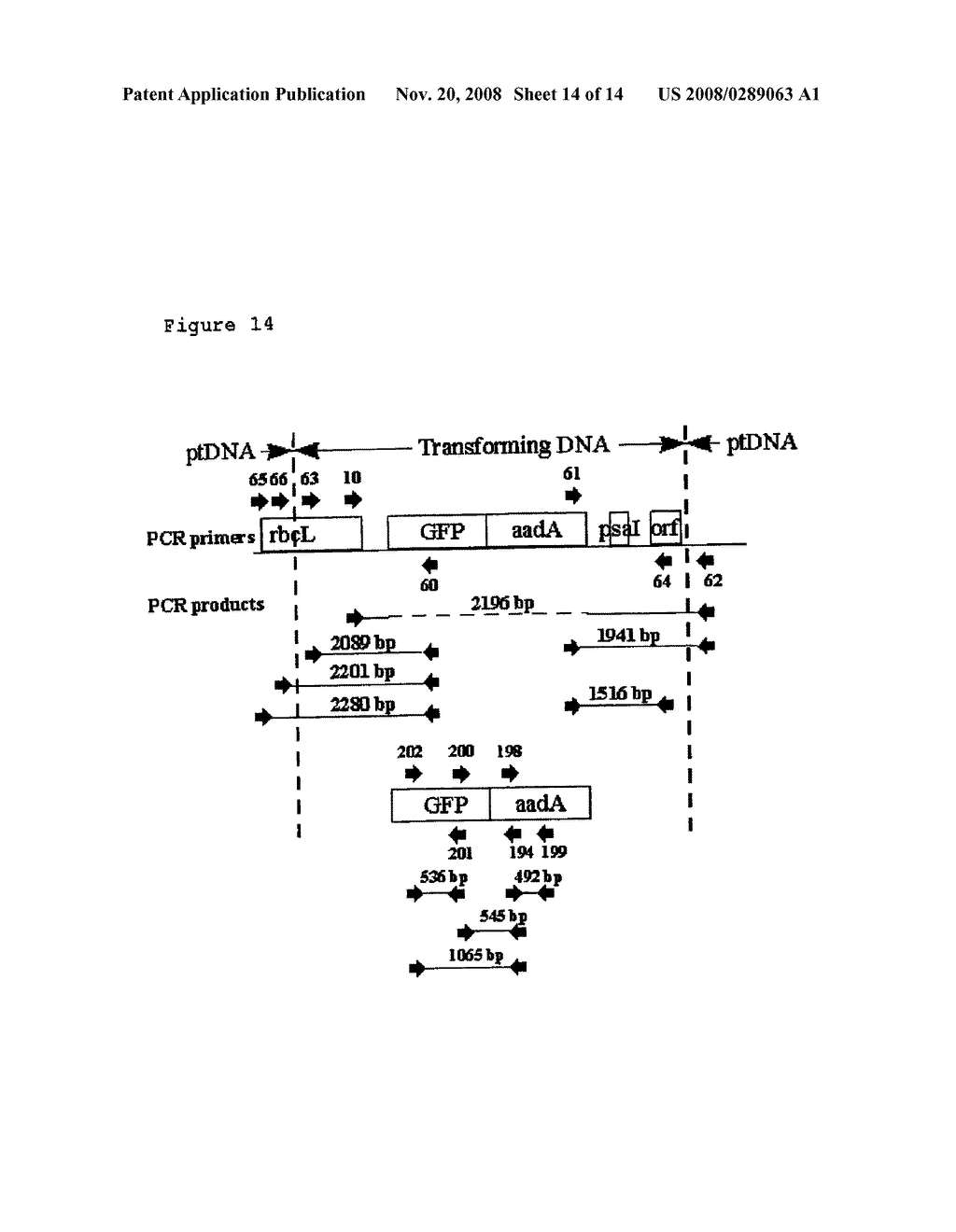 Plastid Transformation of Maize - diagram, schematic, and image 15