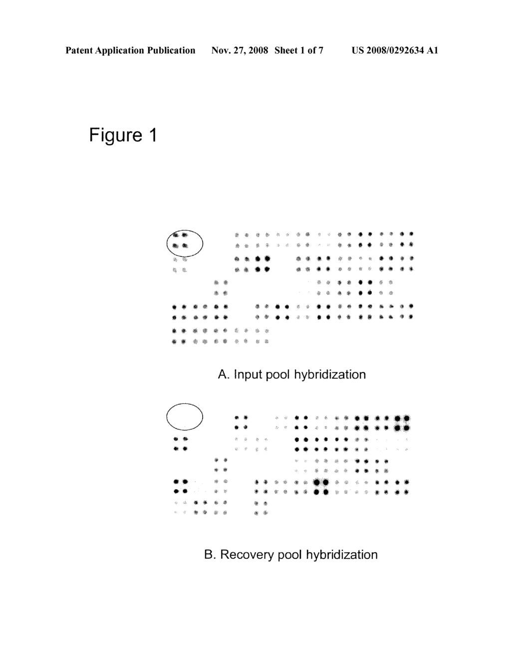 Nontypable Haemophilus Infuenzae Virulence Factors - diagram, schematic, and image 02