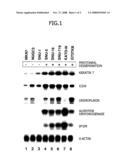 Method of Detecting Metastisizing Cancer Cells Originating in Stomach Cancer diagram and image